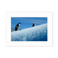 thumbnail image 1 of Two Antarctic Penguins Science Nature Picture Photo Mount Frame Picture Art Painting Desktop 5x7 inch, 1 of 3