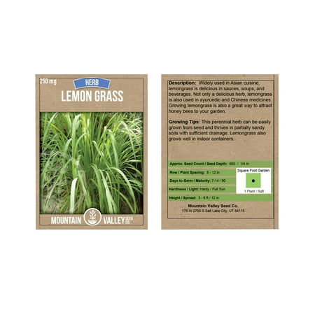 Lemon Grass Seeds - 250 g Packet - Non-GMO, Heirloom Culinary Herb Garden Seeds - Cymbopogon (Best Heat Tolerant Grass Seed)