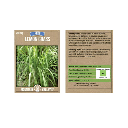 Lemon Grass Seeds - 250 g Packet - Non-GMO, Heirloom Culinary Herb Garden Seeds - Cymbopogon