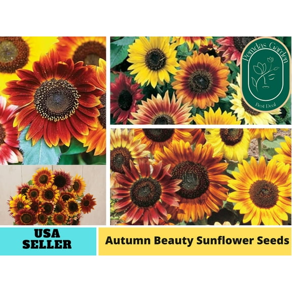 25 Seeds|Autumn Beauty Sunflowers Seeds, HerbSeeds - Authentic Seeds - Perennial~ GMO Free ~~Flower seeds ~ Asian Garden~ Herbs B5G1#E003