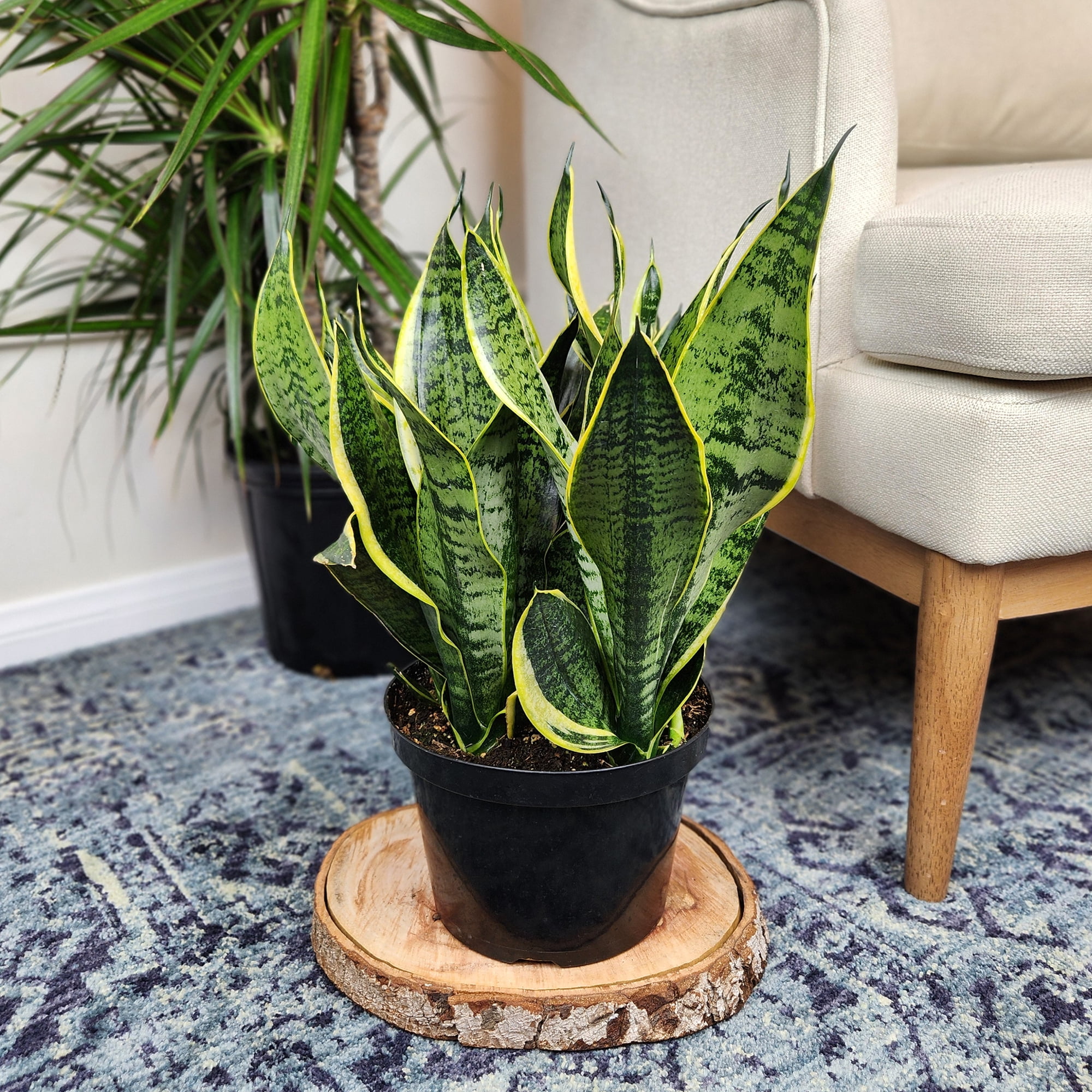 Premium Snake Plant (Sansevieria) in 8" Grower Pot, Live Plant, Grower's Choice Seasonal Selection