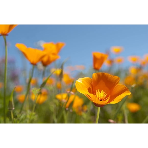 HJADGG 10000pcs-2 Packets California Poppy Seeds for Planting Orange Corn Poppy Seeds Perennial Wildflower Poppy Flower