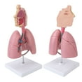 thumbnail image 1 of Lung Anatomical Model, Bright Color Rich Appearance Details Clear Display High Simulation Respiratory System Model Practical  for Students for Laboratories, 1 of 7