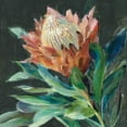 thumbnail image 2 of Nai, Danhui 26x26 Gold Ornate Wood Framed with Double Matting Museum Art Print Titled - Deep Protea Crop, 2 of 4