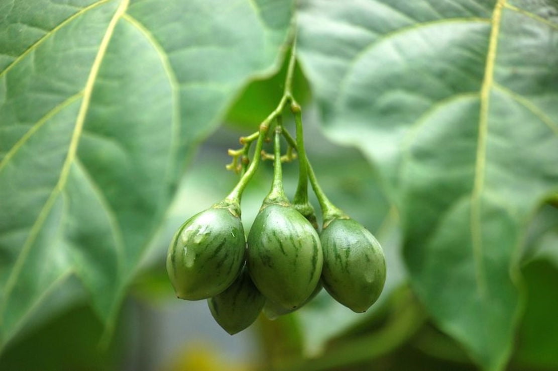 SEEDS == Red Tropical Tree Tomato 10 Seeds Fragrant, Pink Flower