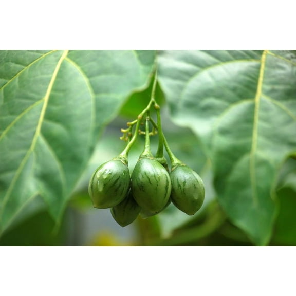 SEEDS == Red Tropical Tree Tomato- 10 Seeds -Fragrant, Pink Flower Clusters -Ornamental = Solanum Betacea=Serendipity Seeds