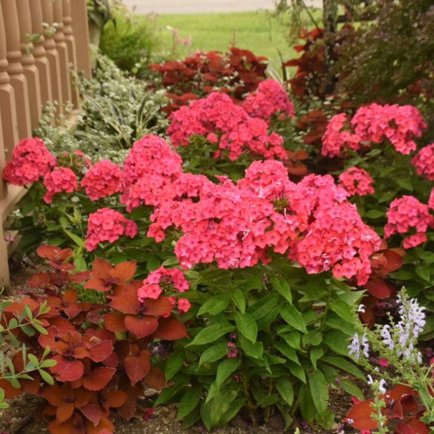Proven Winners 6" Pink Luminary 'Sunset Coral' Tall Garden Phlox Live Plant in 7.5" Pot