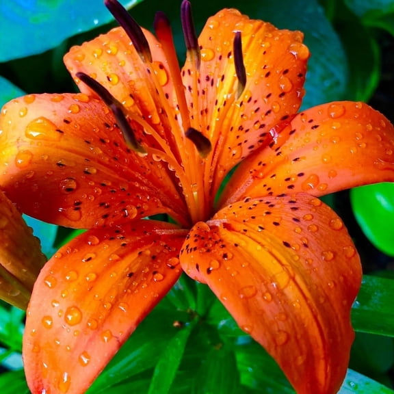 Lily, Sun Plant for Gardens-Easy Grow-Low Maintenance-Ideal for Beds Borders, Plant Pots & Planters
