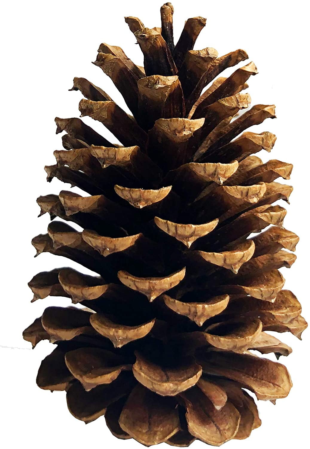 and other Small Animals. 3 Natural JUMBO Baked Pine Cones for Bunny Rabbits Chinchillas