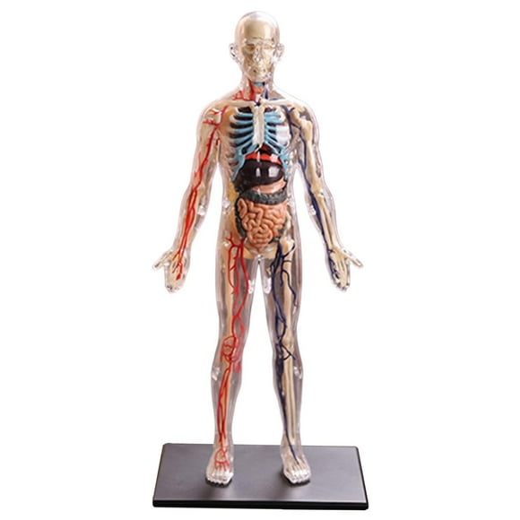 Redempat Fun and Educational Human Body Anatomy Teaching Internal Organ Model