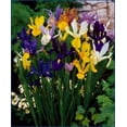 thumbnail image 2 of 40 Dutch Iris Bulbs, Mixed, 2 of 3