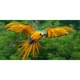 thumbnail image 1 of Macaw en Photo de Vol Plaque License, 1 of 2