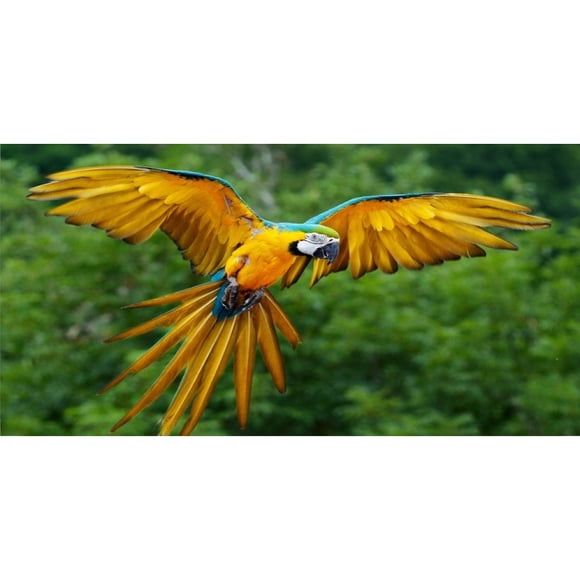 Macaw en Photo de Vol Plaque License