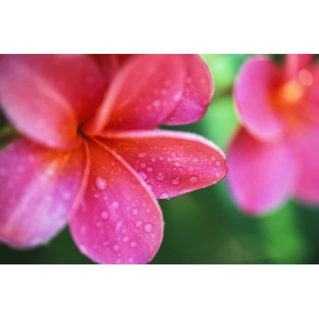 Vernon Hawaiian Flowers Hawaii Maui Close-Up Pink Plumeria Flowers Aka Frangipani On Plant Outdoor Water Droplets Wet Blurry Background PosterPrint ()