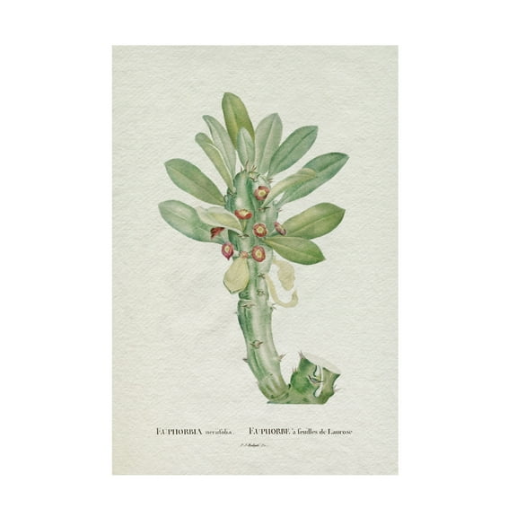 Trademark Fine Art Pierre Redoute  Redoute Succulent VI Canvas Wall Art