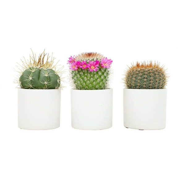 Altman Plants 2.5" Assorted Cactus Live Plants (3 Pack) with White Pots