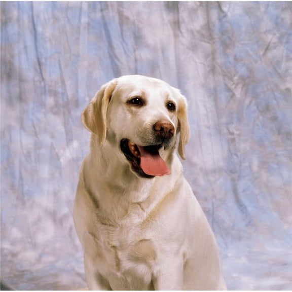 Labrador Retriever Poster Print