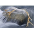 thumbnail image 2 of Paulson, Don 14x11 White Modern Wood Framed Museum Art Print Titled - South Georgia Isl Reindeer antler in river rapid, 2 of 4
