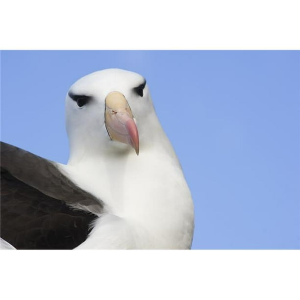 Posterazzi DPI12256119LARGE Portrait d'Une Affiche Albatros à Sourcils Noirs - 38 x 24 Po - Grand