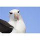 Posterazzi DPI12256119LARGE Portrait d'Une Affiche Albatros à Sourcils Noirs - 38 x 24 Po - Grand – image 1 sur 1