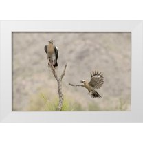 Kaveney, Wendy 18x13 White Modern Wood Framed Museum Art Print Titled - AZ White-winged Dove and gila woodpecker