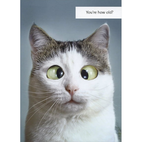 Designer Greetings Gray and White Cat with Crossed Eyes Funny / Humorous Birthday Card