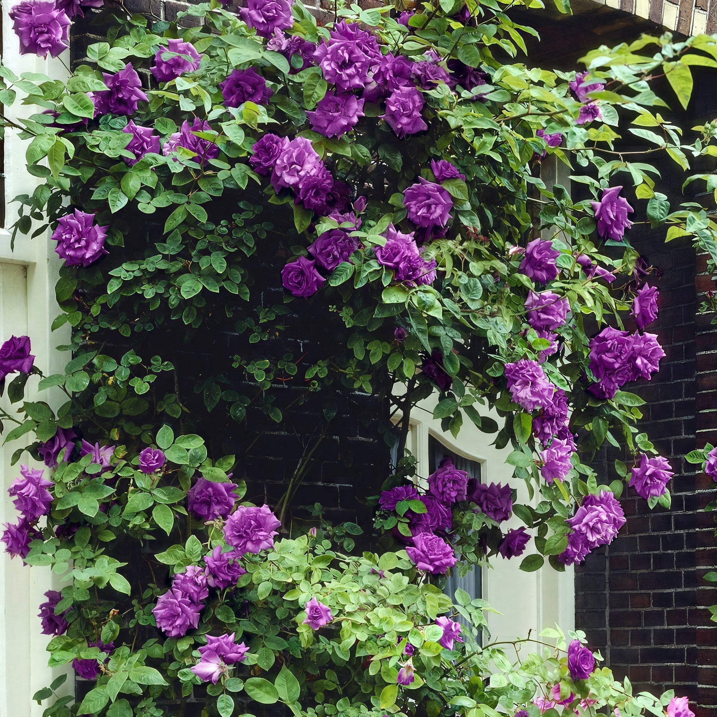 Bare Root Angel Face Rose with Purple Flowers (2-Pack)