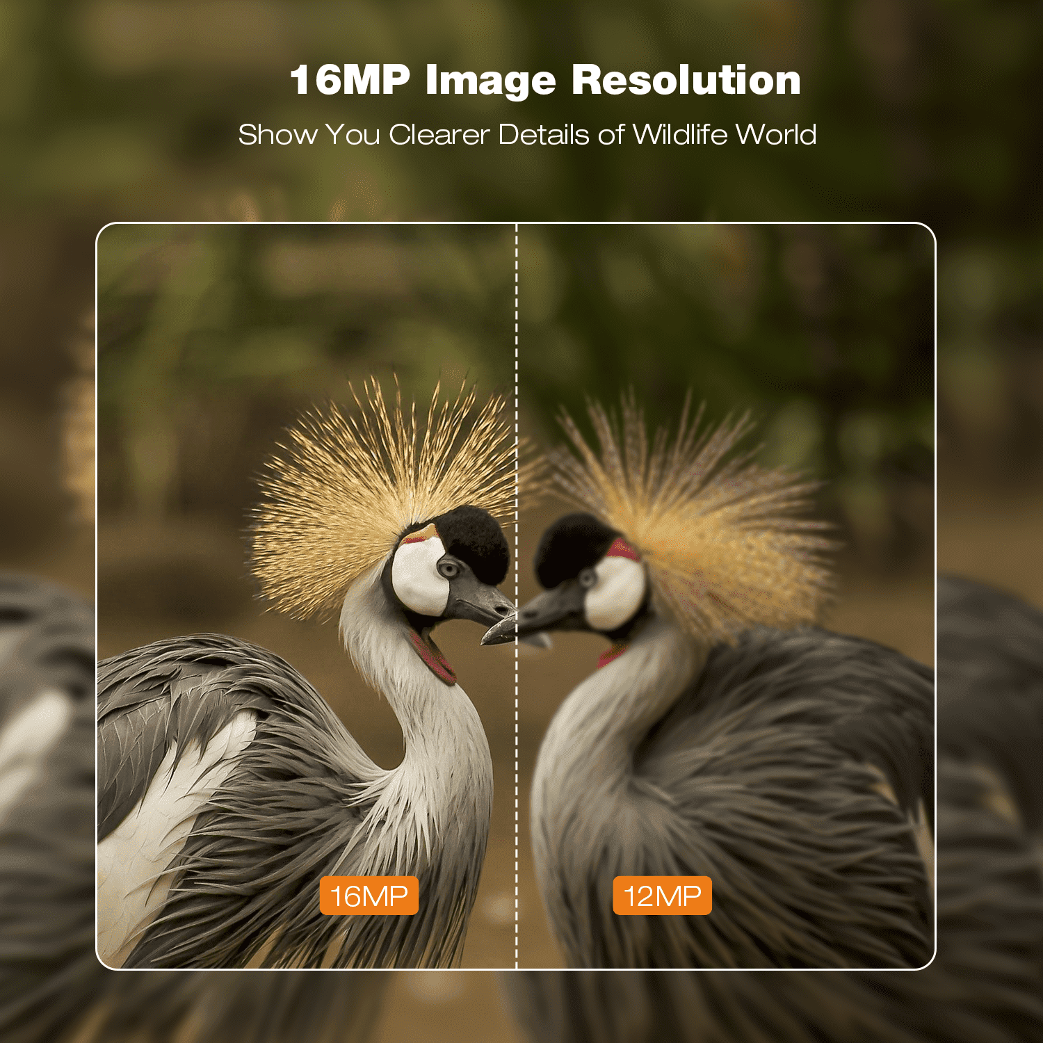 CAMPARK 2 Pack Trail Camera 16MP 1080P Deer Hunting Game Camera with Infrared Night Vision Fast Trigger Time Motion Activated Waterproof IP66 120° Wide Angel 2.4" LCD Trail Wildlife Camera