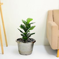 Balsa Circle 10" Charcoal Gray Round Plastic Flower Plant Pot Metallic Barrel Design