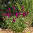 thumbnail image 6 of First Editions Buddleia Funky Fuchsia Live Shrub in 2-Gallon Grower Pot, 6 of 14