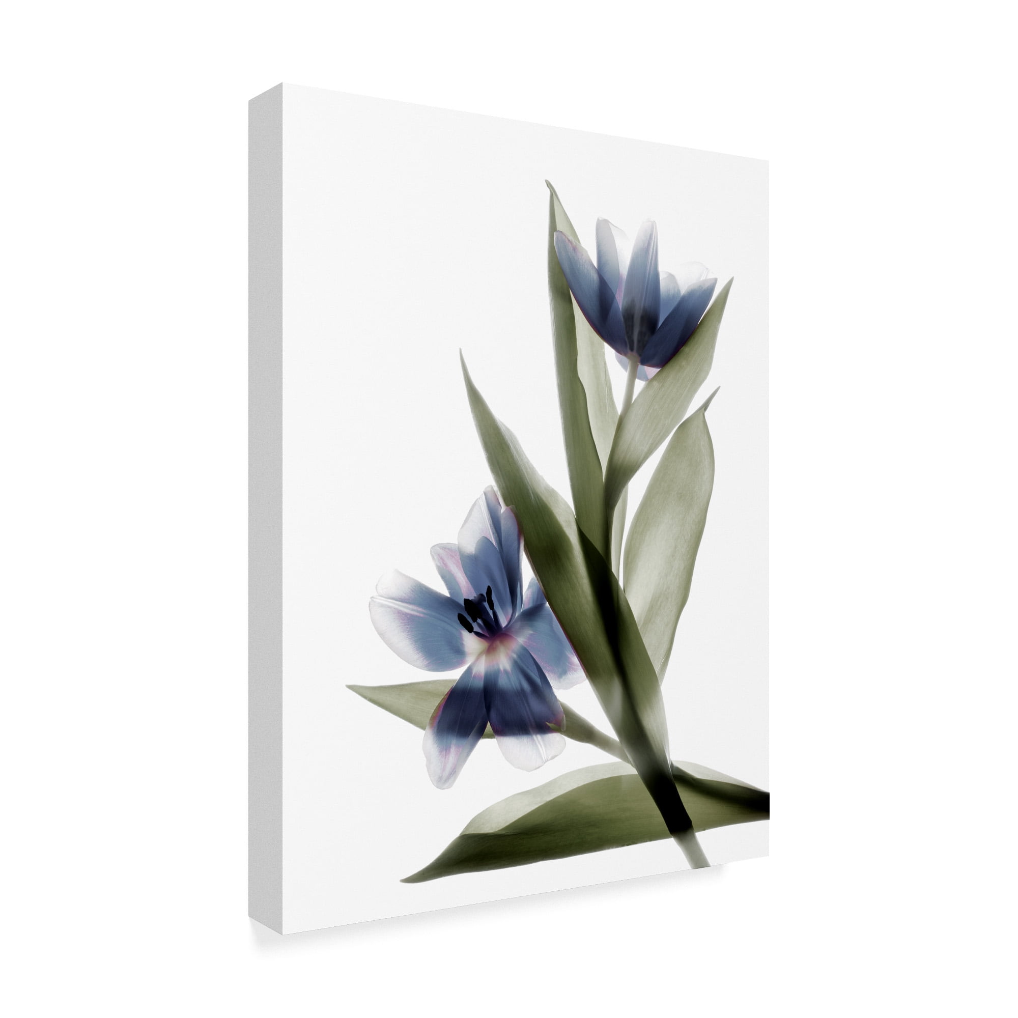 Trademark Fine Art 'Xray Tulip VI' Canvas Art by Judy Stalus