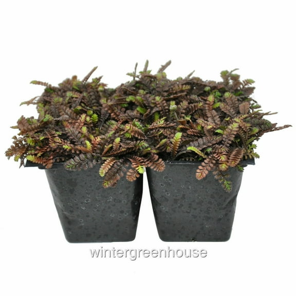 Leptinella squalida Platt's Black,Brass Buttons Ground Cover - Pot Size: 4x 2.63x1.72x2.75in - Flowers