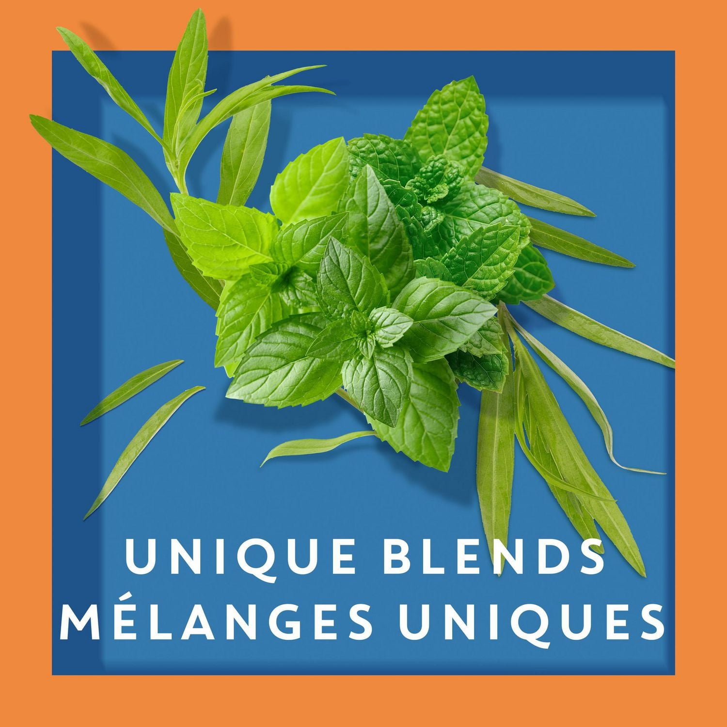 Thé Menthe Tisane Tazo Refresh Paquet de 20