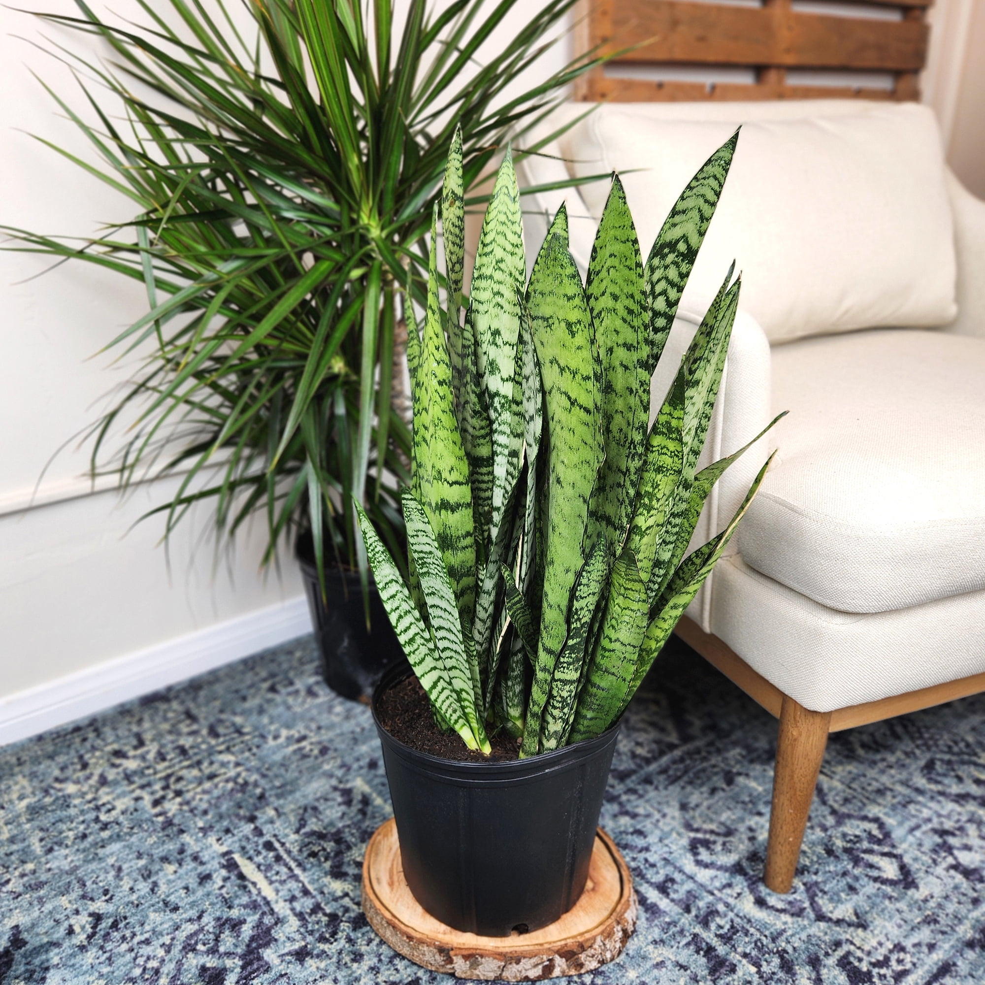 Premium Snake Plant (Sansevieria) in 10" Grower Pot, Live Plant, Grower's Choice Seasonal Selection