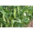 thumbnail image 2 of 50 Seeds SUGAR ANN PEA Stringless Sweet Green Snap Pisum Sativum Vegetable Seeds, 2 of 11
