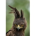 thumbnail image 2 of Souders, Paul 23x32 White Modern Wood Framed Museum Art Print Titled - Africa-Tanzania-Ngorongoro Conservation Area-Long- Crested Eagle, 2 of 4