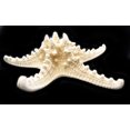 thumbnail image 3 of 3 X-Large Knobby White Starfish 6"+ Beach Cottage Wedding Decor Nautical Crafts, 3 of 4