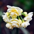 thumbnail image 2 of Summer Cheer Daffodil Dormant Spring Flowering Bulbs 5 Pack, 2 of 3