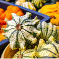 thumbnail image 3 of TomorrowSeeds - Crown of Thorns Ornamental Gourd Seeds - 60+ Count - For 2026 Planting Shenot Ten, 3 of 9