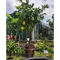 thumbnail image 6 of ⭐ Gardenera Labs's Premium Pomelo Tree Soil Mix - Quick Drain Potting Soil for Growing and Repotting Citrus Maxima 🍈🌿 - 3 QUART, 6 of 7
