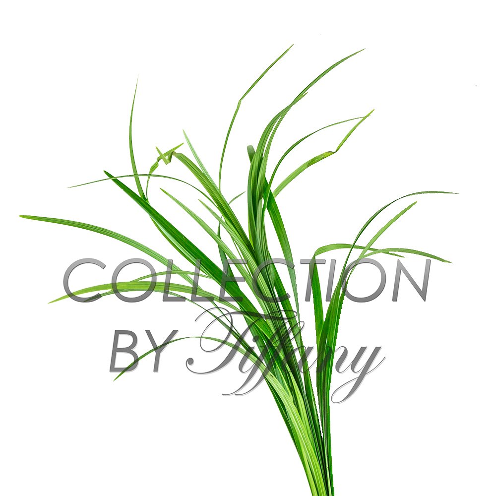 Fresh Lily Grass Green Flexible DIY Wedding