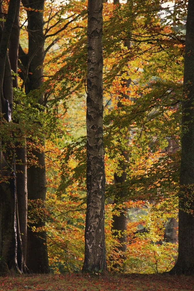 Posterazzi Autumn W