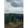 thumbnail image 5 of Real Christmas Trees Delivered 7 Foot Premium Balsam Fir Christmas Tree, 5 of 8
