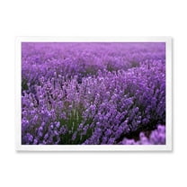 Designart 'Blooming Purple Lavender Meadow' Farmhouse Framed Art Print