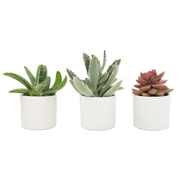 Altman Plants 2.5" Assorted Succulent Live Plants (3 Pack) with White Pots