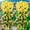 Yellow, variant on Sltwyw Silk Hydrangea Hanging Flower Garland - 18-Head UV Resistant Fake Violet Decor for Balcony Wedding Arch Wall Display