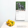 thumbnail image 4 of BrownTrout, Schnauzer Puppies 2025 Wall Calendar, 4 of 4