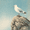Cliff Seagull, variant on Monkey And Butterfly Canvas Print,Nature Animal Decor for Living Room Bedroom Office Cafe