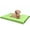 Green, variant on Dogbed4less Waterproof 34"x27"x3" Memory Foam Platform Bed for Small to Medium Dog, Brown