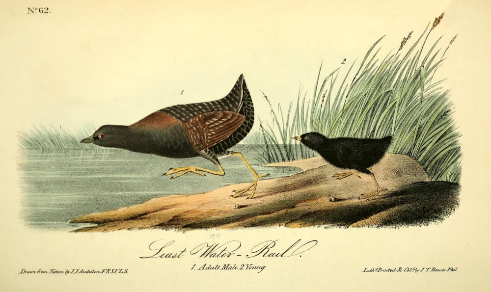 Birds Of America 18